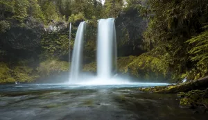 Waterfall in dense vegetation, Koosah Falls