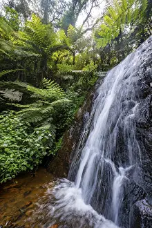 Waterfall in rainforest with tree ferns
