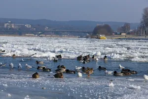 Waterfowl at the mouth of the Priessnitz in Dresden