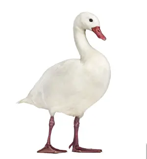 Waterfowl syanding, isolated on white