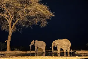 Waterhole at night, African elephants drinking