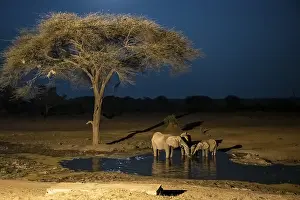 Waterhole at night, African elephants drinking