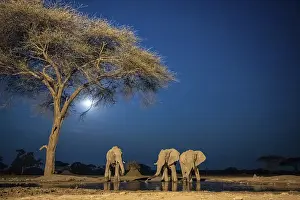 Waterhole at night, African elephants drinking