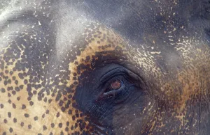 Watering elephant eye, Indian