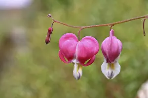 Watering Heart (Lamprocapnos spectabilis)