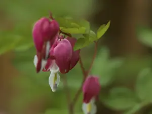 Watering heart (Lamprocapnos spectabilis)
