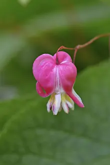 Watering Heart (Lamprocapnos spectabilis)