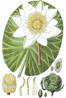 Waterlily (Nymphaea polystigma)