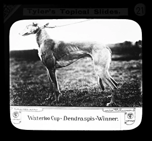 Waterloo Cup Dendraspis Winner. Walter Tyler Ltd Laterna Magica 1909 Hare Hunt