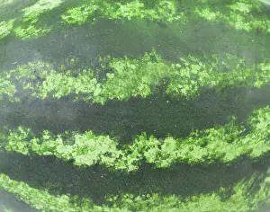 Watermelon texture. Strips disposed horizontally