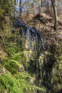 Waters of the highest waterfall in Florida fall into a deep sinkhole at Falling Waters State Park in Chipley
