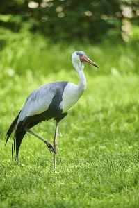 Wattled crane (Grus carunculata)
