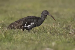 Wattled Ibis (Bostrychia carunculata) foraging