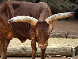 Watussi, Watussi cattle, Ankol cattle