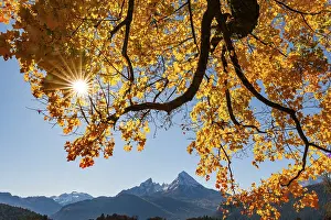 Watzmann under an autumn-colored tree
