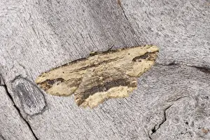 Waved Umber Moth (Menophra abruptaria)
