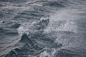 Waves and spray, Isfjorden, Spitsbergen