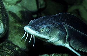 Waxdick, Russian sturgeon, sturgeon