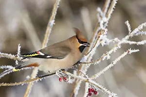 Waxwing (Bobycilla garrulus) sitting in snowball (Viburnum opulus)