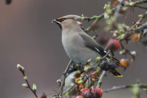 Waxwing (Bombycilla garrulus)