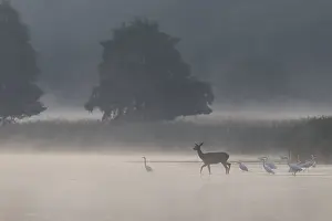 On its way through a pond, the red deer (Cervus elaphus) encounters a group of hunting great egrets (Ardea alba)