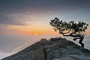 Weather pine at sunrise above the morning fog at sunrise in Saxon Switzerland