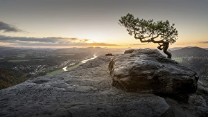 Category Mountain Landscapes Prints: The weathered pine on the Lilienstein in Saxon Switzerland at sunrise
