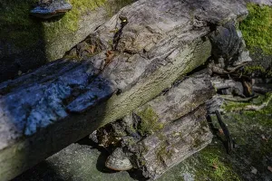 Weathered tree trunks with moss and textures in the forest