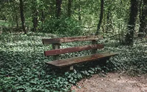 A weathered wooden park bench sits amidst a lush ground cover of green ivy in a wooded area
