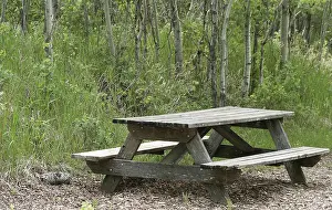 A weathered wooden picnic table set in a forest of birch trees in spring in Winnipeg