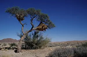 Weaver bird nests