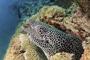 Two web moray eels (Gymnothorax favagineus)