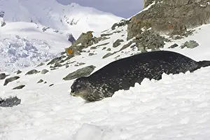 Weddell seal (Leptonychotes weddellii) adult