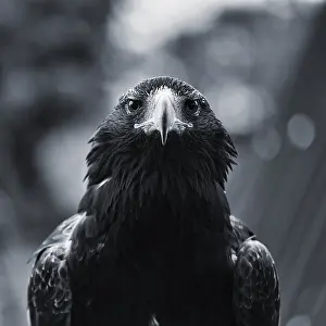 Wedge-tailed Eagle (Aquila audax)