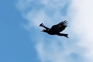 Wedge-tailed Eagle (Aquila audax)