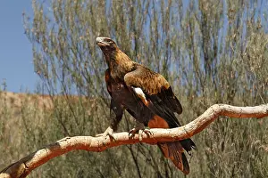 Wedge-tailed Eagle (Aquila audax) adult