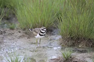 Wedge-tailed plover (Charadrius vociferus)