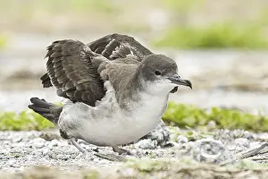 Wedge-tailed Shearwater (Ardenna pacifica)