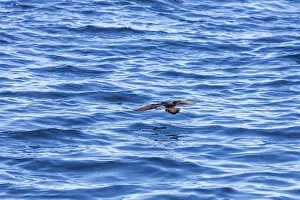 Wedge-tailed Shearwater (Ardenna pacifica)