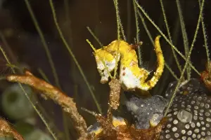 Weedy Pygmy Seahorse (hippocampus pontohi)