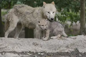 One four weeks old Arctic wolf cub and one adult wolf (Canis lupus arctos)