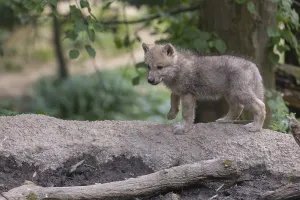 One four weeks old Arctic wolf cub (Canis lupus arctos)