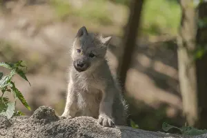 One four weeks old Arctic wolf cub (Canis lupus arctos)