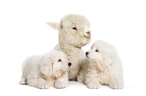 Eight weeks old puppies Maremma being impregnated with a young alpaca