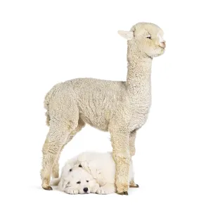 Eight weeks ols puppies Maremma being impregnated with a young alpaca