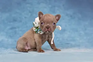 Four weeks purebred young Lilac Brindle French Bulldog puppy with healthy long nose and tail