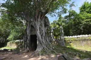 Weeping Fig, Benjamin's Fig or Ficus<br>Tree (Ficus altissima)
