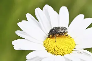 Weeping rose beetle (Oxythyrea funesta)