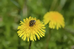 Weeping rose chafer (Oxythyrea funesta)