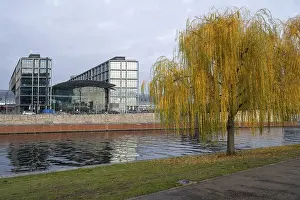 Weeping willow on Ludwig-Erhard-Ufer